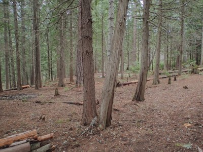 Forested area that has been cleared of debris