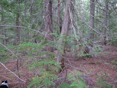 Forested area with dense forest matter