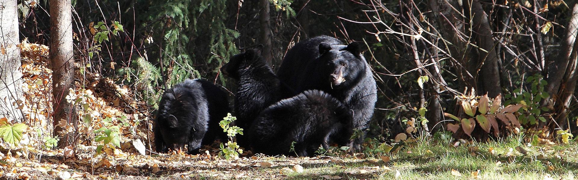 A group of black bears in a wooded area 