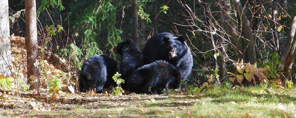 Family of four black bears at the edge of a forest.