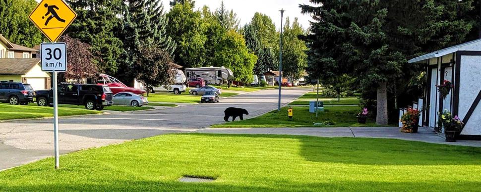 A black bear wandering around a suburban Prince George neighbourhood in broad daylight.