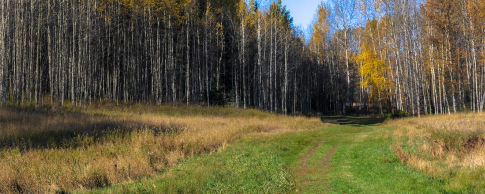 A pathway through tall grass and a wooded area in early fall.