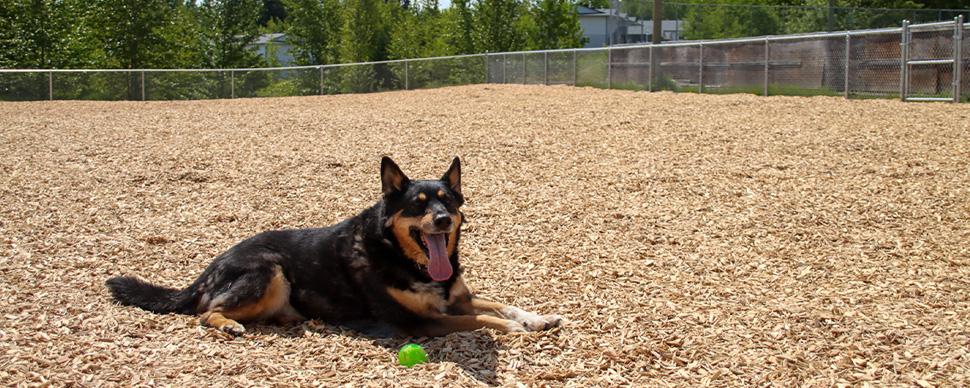a black dog laying down with a green ball in a fenced in dog park with wood chips