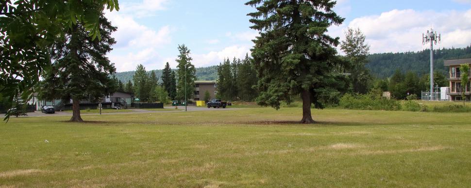 Grassy field with large evergreen trees